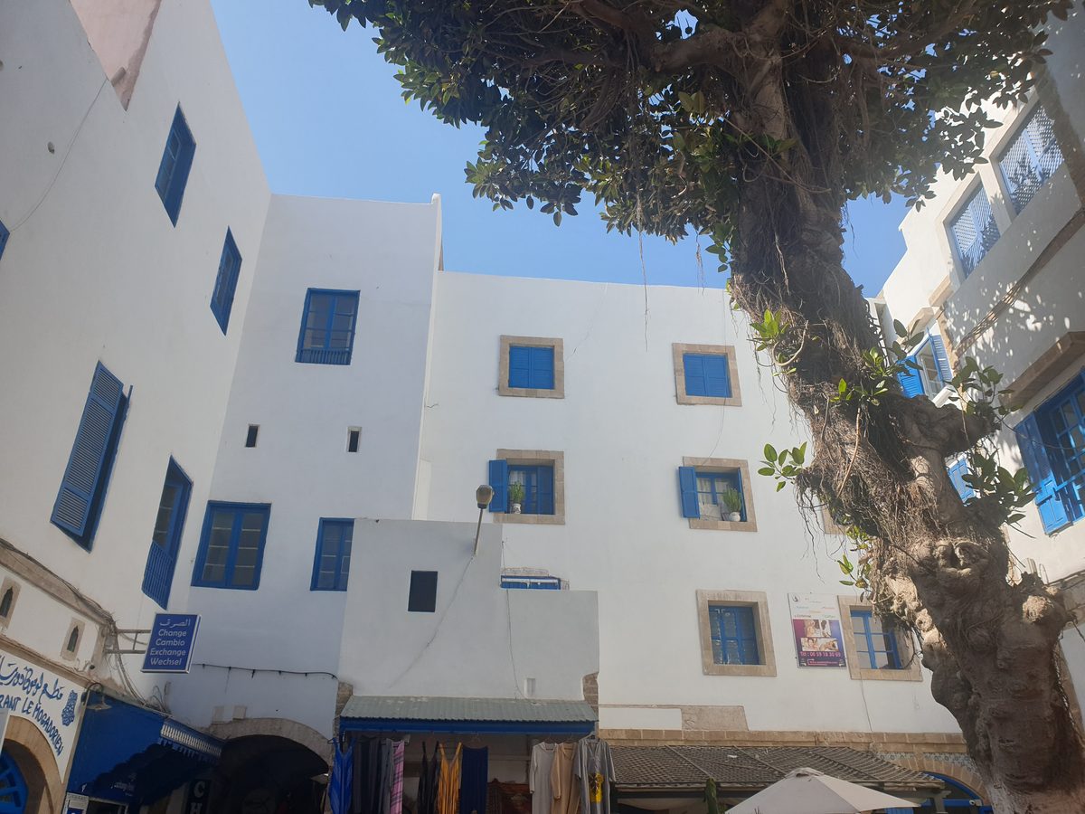 La médina, blanche et bleue, sous son ficus centenaire